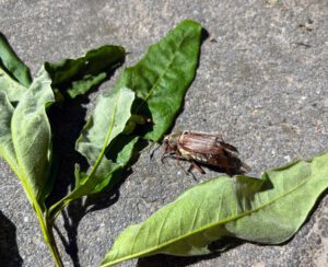 Help! Het regent meikevers!