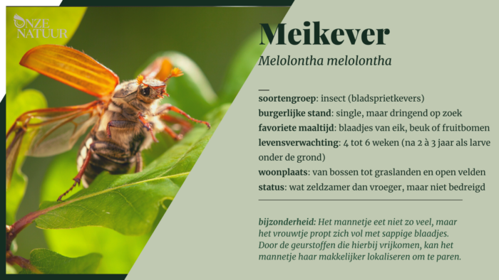 Help! Het regent meikevers!